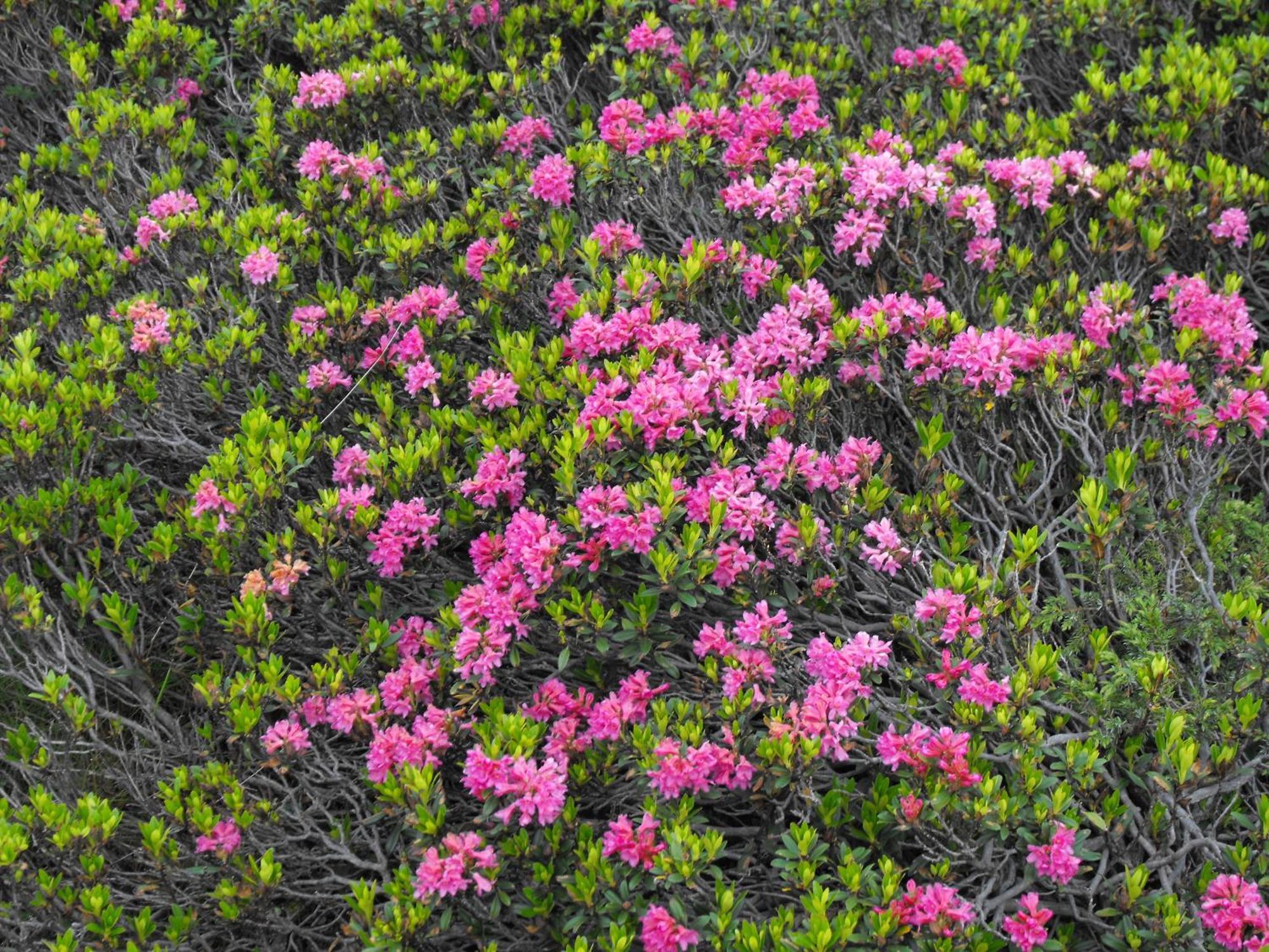 Meublè Rosalpina